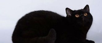 Black British cat - characteristics and genetics of color, breeding, coat care, interesting facts and signs