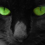 Чёрный кот с зелёными глазами