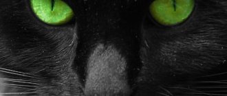 Black cat with green eyes