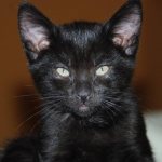 Black kitten with clean ears
