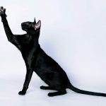 Черный окрас ориентальной кошки