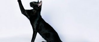 Black color of an oriental cat