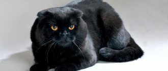 черный вислоухий кот