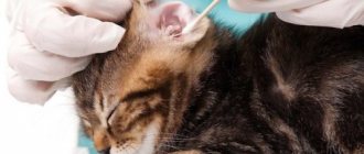 cleaning a cat&#39;s ears