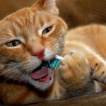 Cleaning a cat&#39;s teeth