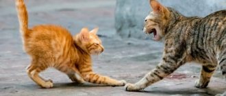 Read the article why cats fight