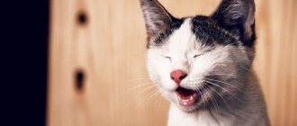 Что делать, если у кота слезится один глаз и не раскрывается