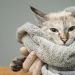 What to do if a cat’s tail or paw is broken, dislocated or other injuries
