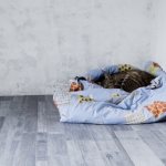 What you need to buy before bringing a kitten into your home