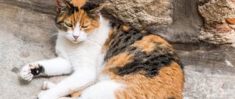 What is tortoiseshell coloration in a cat?