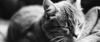 What is anemia in cats