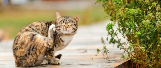 What is eczema in cats