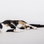 What is epilepsy in cats
