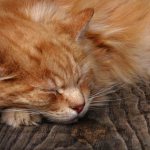 What is immunodeficiency in cats?