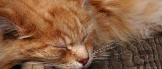 Что такое иммунодефицит у кошек