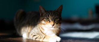 What is pancreatitis in a cat?