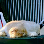 What affects how long cats sleep?
