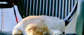 Что влияет на продолжительность сна кошек