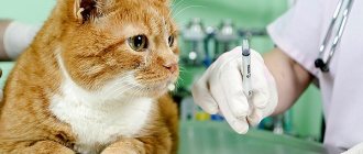 Deworming of cats
