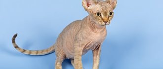 Devon Rex - description and history of the breed, standards, differences and maintenance recommendations