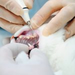 Диагностика зубного камня у кошек