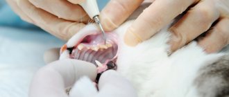 Diagnosis of tartar in cats