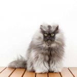 Longhaired cats