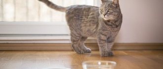 Для кормления кошек лучше всего использовать стекл