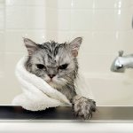 A domestic cat is bathed once every 3 months.