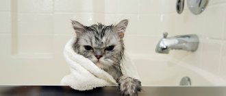 Домашнего кота купают раз в 3 месяца.