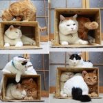 House for a cat from a cardboard box. Master class: instructions on how to make it yourself, drawings with dimensions, photos 