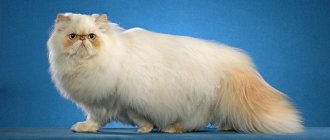 Expensive cat breeds