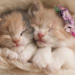 two kittens in a basket