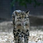 Clouded leopard read article