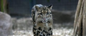 Clouded leopard read article