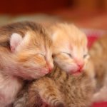 Facts about kittens