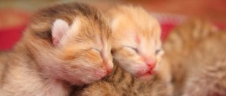 Facts about kittens