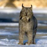 Photo: Predatory Canadian lynx