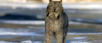 Photo: Predatory Canadian lynx