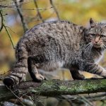 where does the forest wild cat live?