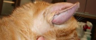 Concha hematoma in cats