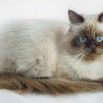 Himalayan cat with brown face and tail
