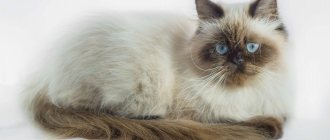 Himalayan cat with brown face and tail
