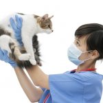 causes of hypersalivation in cats