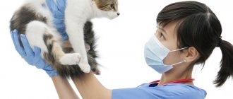 causes of hypersalivation in cats