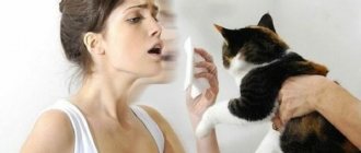 Hypoallergenic cat breeds: complete list