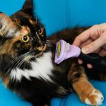 Cat grooming is an important hygiene procedure