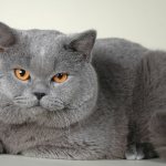 The character of British cats and their behavior