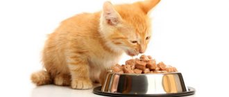 Good food will help your kitten grow up healthy and strong.