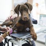 infusion therapy for dogs